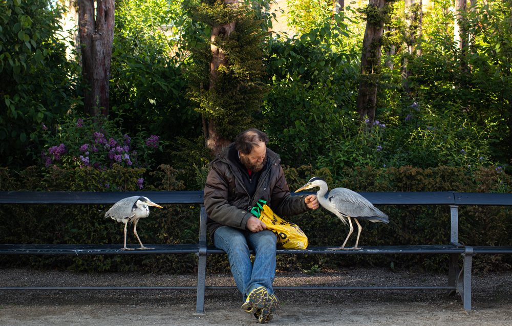 Hejremanden håndfodrer to fiskehejrer i Frederiksberg Have