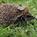 Et pindsvin med brune pigge går gennem grønt græs med et tørt brunt blad hvilende på ryggen. Nogle nedfaldne blade og kviste er spredt på jorden omkring det.