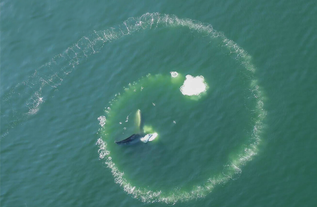 Luftfoto af en hval inde i en cirkulær ring af bobler på havoverfladen, der viser hvalernes boble-net-fodringsteknik.
