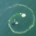 Luftfoto af en hval inde i en cirkulær ring af bobler på havoverfladen, der viser hvalernes boble-net-fodringsteknik.