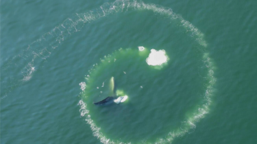 Luftfoto af en hval inde i en cirkulær ring af bobler på havoverfladen, der viser hvalernes boble-net-fodringsteknik.
