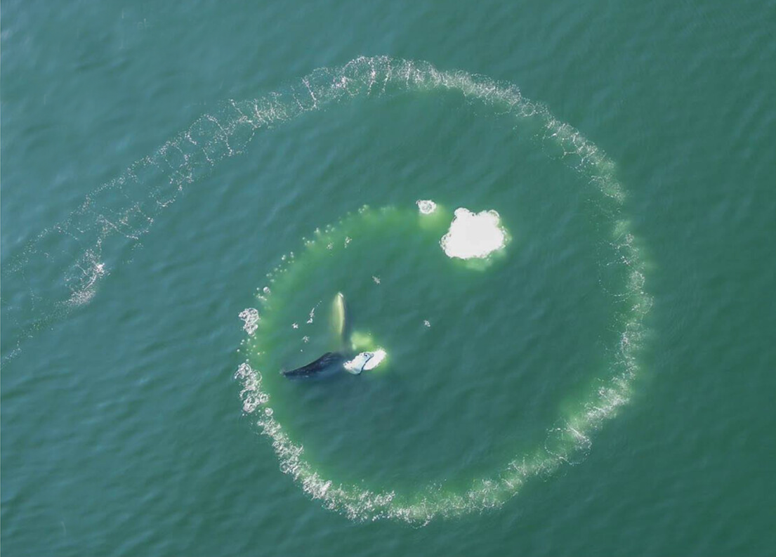Luftfoto af en hval inde i en cirkulær ring af bobler på havoverfladen, der viser hvalernes boble-net-fodringsteknik.