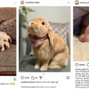 Screenshots af dyr på Instagram