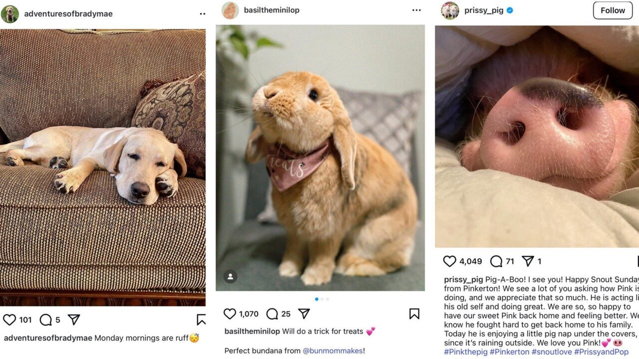Screenshots af dyr på Instagram