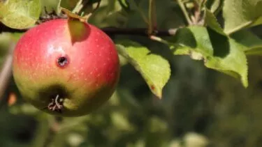Et nærbillede af et rødt og grønt æble, der hænger fra en gren med blade, med et ormehul nær toppen. Sollyset fremhæver æblet, og baggrunden er blødt sløret.
