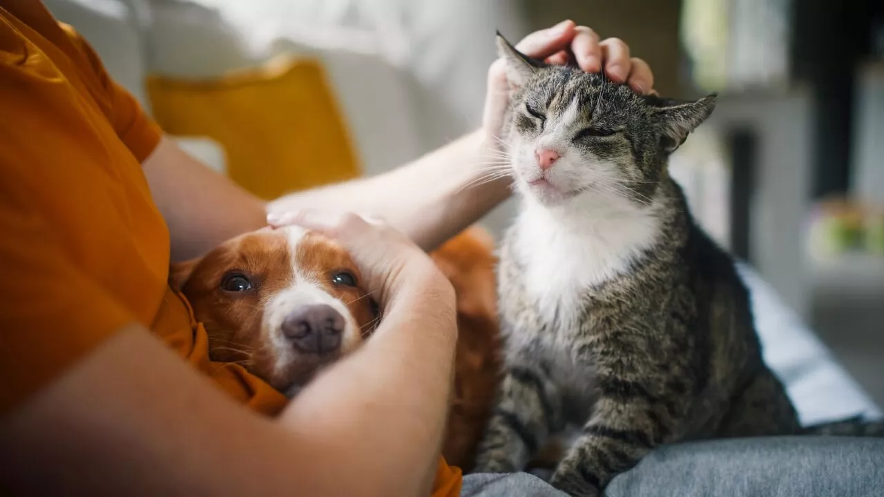 En person i orange skjorte kæler for en afslappet hund og klapper forsigtigt en tilfreds tabbykat, og begge dyr virker rolige og glade i en hyggelig sofa.