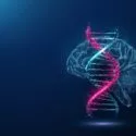 En lysende digital illustration af en DNA-dobbelthelix i pink og blå nuancer vises foran et gennemsigtigt omrids af en menneskehjerne på en mørkeblå baggrund.
