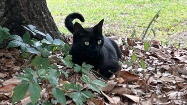 Katten Pepper