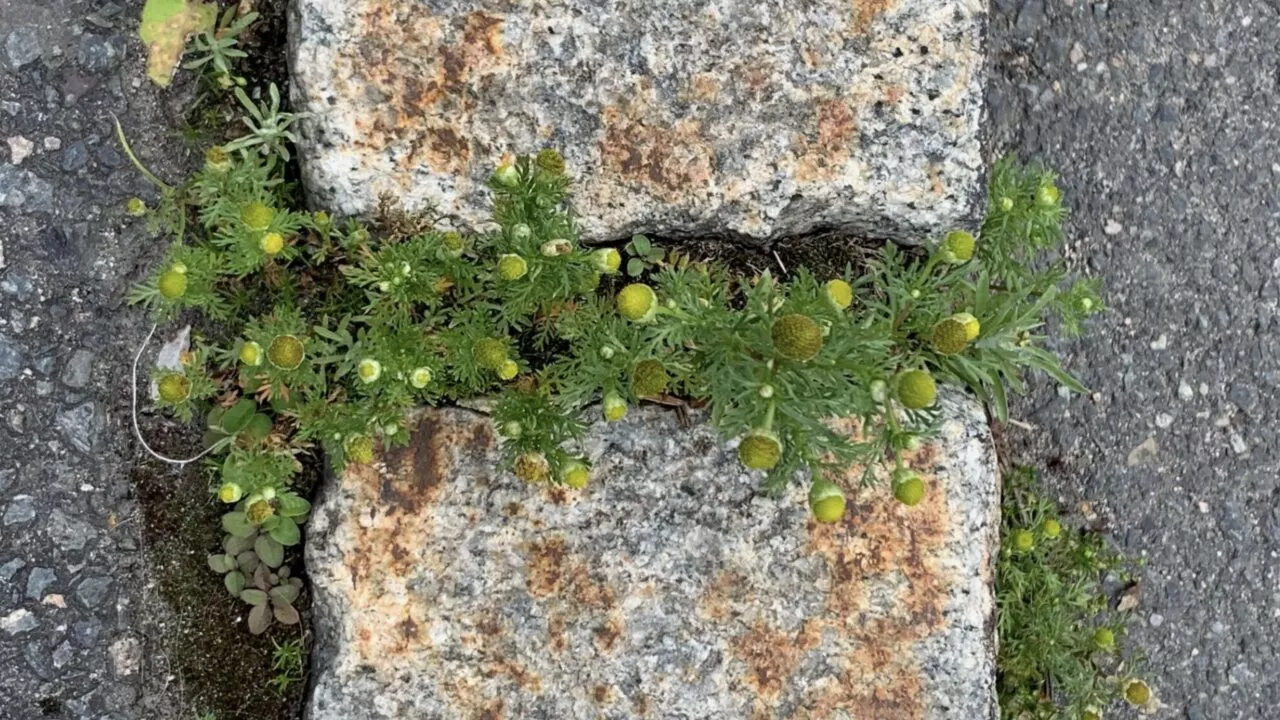 Grønne vilde planter, bl.a. skivekamille med små gule knopper, vokser mellem to forvitrede stenblokke, med pletter af mos og lidt græs på den omgivende jord.