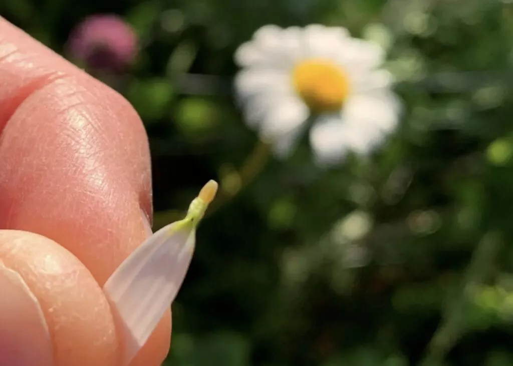 Et nærbillede af fingre, der holder et enkelt hvidt margueritblad, med en sløret margueritblomst og grønt løv i baggrunden. Billedet er stærkt oplyst af sollys.