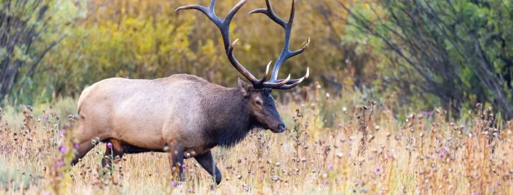 En stor wapiti (Cervus canadensis) med et imponerende gevir går gennem en græsmark fyldt med vilde blomster og tidsler, med træer og buske i baggrunden.