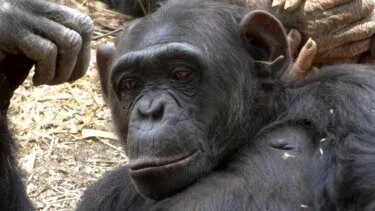 Nærbillede af en chimpanse, der ligger på jorden og kigger lidt til siden. Dens mørke pels og ansigtstræk ses tydeligt, og i baggrunden ses en anden chimpanses hånd. Tørre blade ligger spredt på jorden.