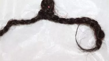 En enkelt mørk dreadlock af hår ligger på en hvid overflade, løst sammenrullet med den ene ende, der danner en lille løkke, og den anden ende, der ser lidt flosset ud.