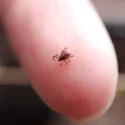 Et nærbillede af en lille flåt, der kravler på spidsen af en menneskefinger, viser flåtens ben og detaljer i fingerspidsernes hudstruktur.