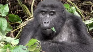 Et nærbillede af en gorilla, der sidder blandt grønne blade og grene og holder og spiser et blad, med tæt løv i baggrunden.