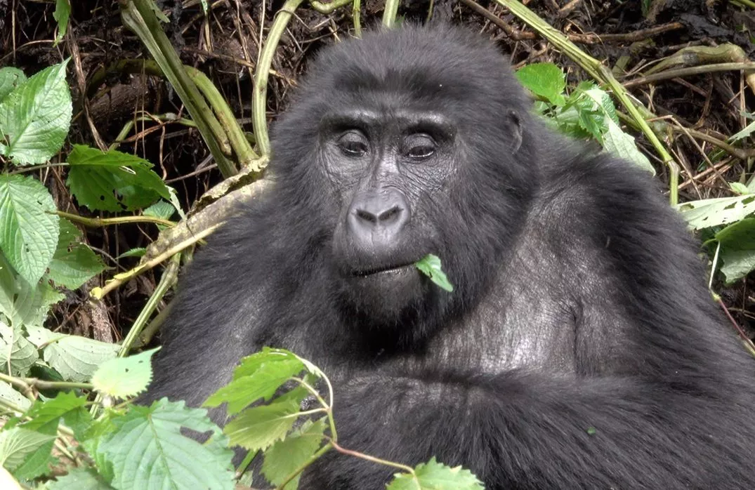 Et nærbillede af en gorilla, der sidder blandt grønne blade og grene og holder og spiser et blad, med tæt løv i baggrunden.