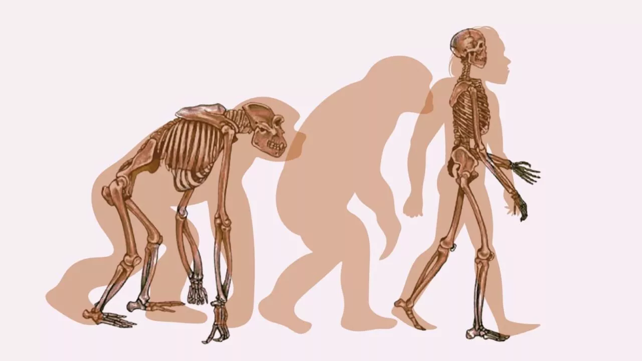 Her kan du se, hvordan bækkenet hos de to primater chimpansen og mennesket er meget forskellige: Højt og smalt hos chimpansen, bredt og fladt hos vores gamle, bipedale forfar.(Foto: Peter K. A. Jensen/Ditte Svane-Knudsen).