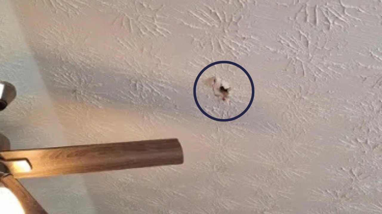 Et loft med en struktureret finish har et lille hul, der er markeret med blåt, og som er placeret nær et loftsventilatorblad i venstre side af billedet.