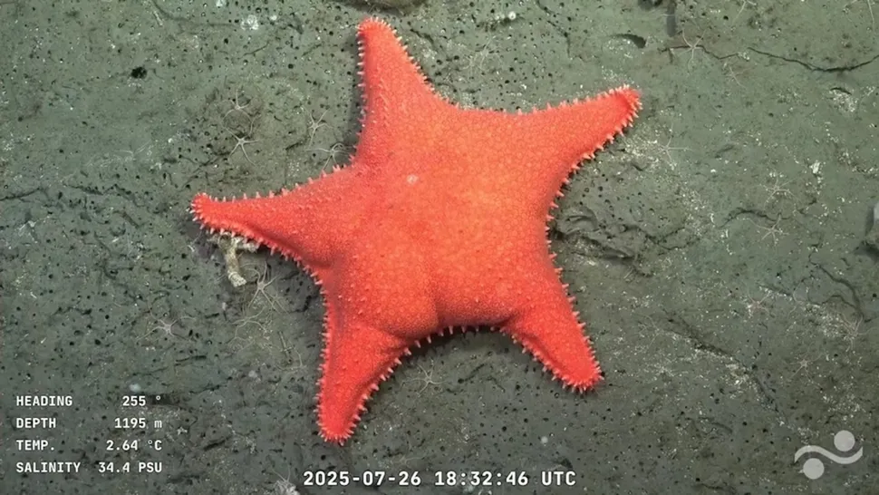 En lysende orange søstjerne sidder på en stenet, grå havbund. Data på skærmen viser kurs 255°, dybde 1195 m, temperatur 2,64 °C, saltholdighed 34,4 PSU og datoen 2025-07-26 kl. 18:32:46 UTC.