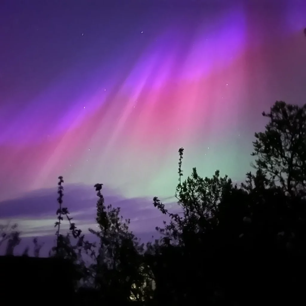 Farverige nordlys i lilla, pink og grønne nuancer oplyser nattehimlen, mens mørke silhuetter af trægrene indrammer scenen fra oven.