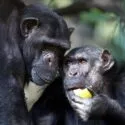 To chimpanser står tæt sammen; den ene holder en gul frugt og kigger på den anden, som ser ud til at følge opmærksomt med. Baggrunden er sløret af grønt løv.