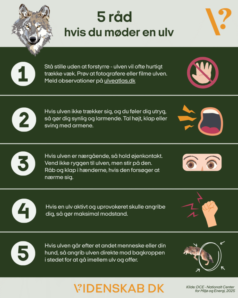 En infografik med en ulveillustration med titlen 5 råd hvis du møder en ulv, der viser fem sikkerhedstips med matchende ikoner, leveret af Videnskab DK. Hvert råd indeholder et trin og et relevant symbol.