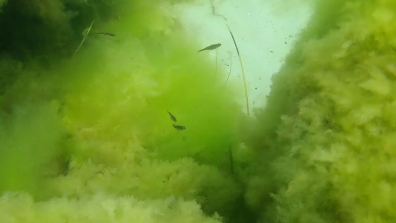 Undervandsscene med små fisk, der svømmer mellem tætte, grønne alger og vandplanter, som skaber et grumset og frodigt miljø.