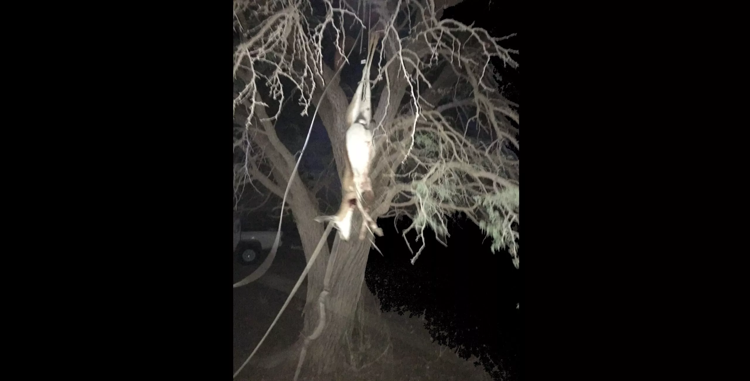 Et sløret billede af en antilope, der hænger med hovedet nedad i et træ om natten, med synlige reb og grene omkring scenen.