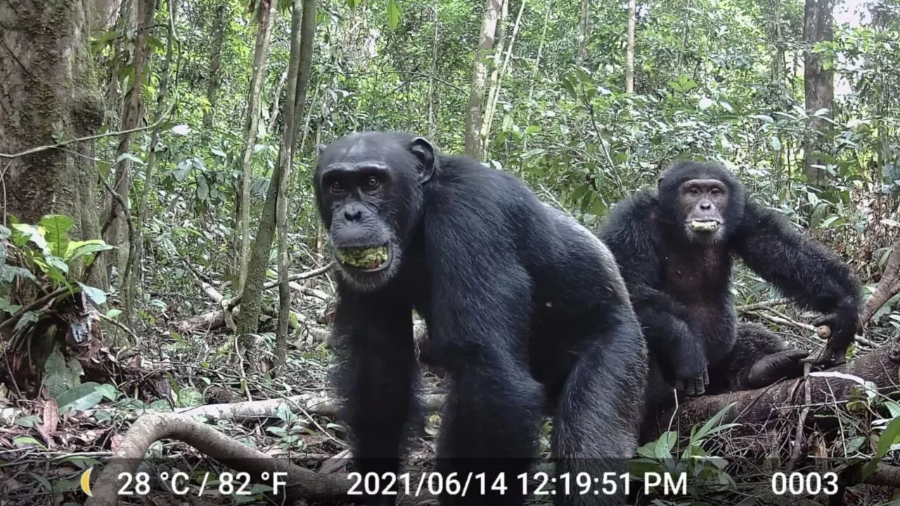 To chimpanser går gennem en skov og kigger mod kameraet. Billedet er datostemplet 14. juni 2021 med en temperatur på 28 °C (82 °F). Tæt grøn vegetation omgiver dem.