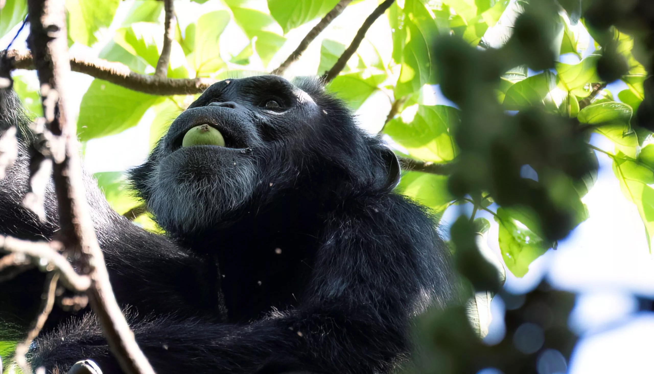 En sort chimpanse med gråt skæg sidder i et træ og kigger opad med et stykke frugt i munden, omgivet af grønne blade og sollys, der trænger ind gennem grenene.