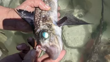 En person holder en fisk med et stort, grumset øje og plettet hud over klart, lavt vand. Fiskens mund er åben, og dens finner er synlige.