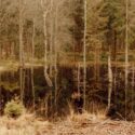 En stille dam i en skov afspejler nøgne træer og stedsegrønne planter; tørt græs og grene omgiver vandkanten og skaber en rolig, jordnær scene.