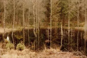 En stille dam i en skov afspejler nøgne træer og stedsegrønne planter; tørt græs og grene omgiver vandkanten og skaber en rolig, jordnær scene.