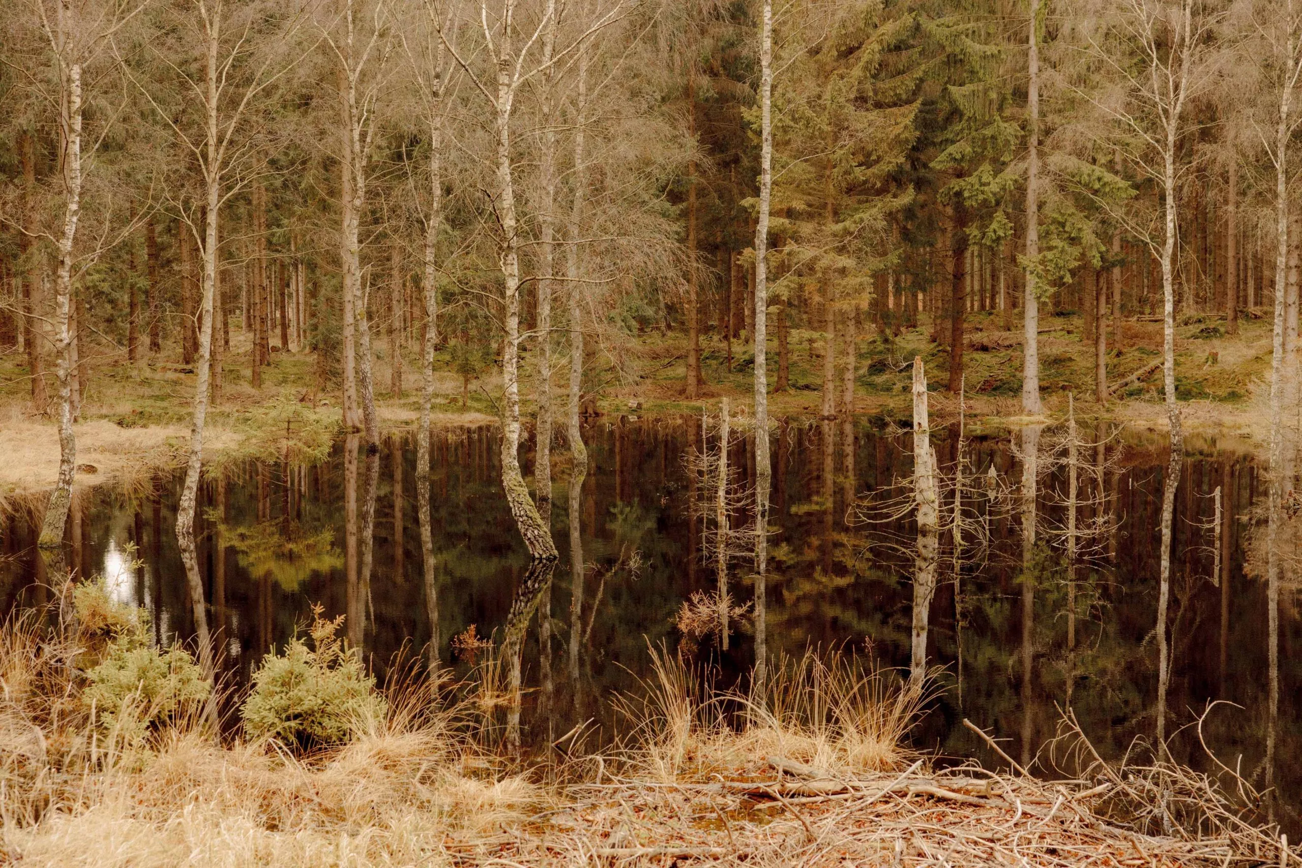 En stille dam i en skov afspejler nøgne træer og stedsegrønne planter; tørt græs og grene omgiver vandkanten og skaber en rolig, jordnær scene.