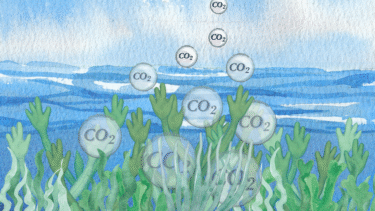 Illustration af undervandsplanter, der frigiver bobler mærket CO2 mod havoverfladen, med blåt vand og himmel i baggrunden.
