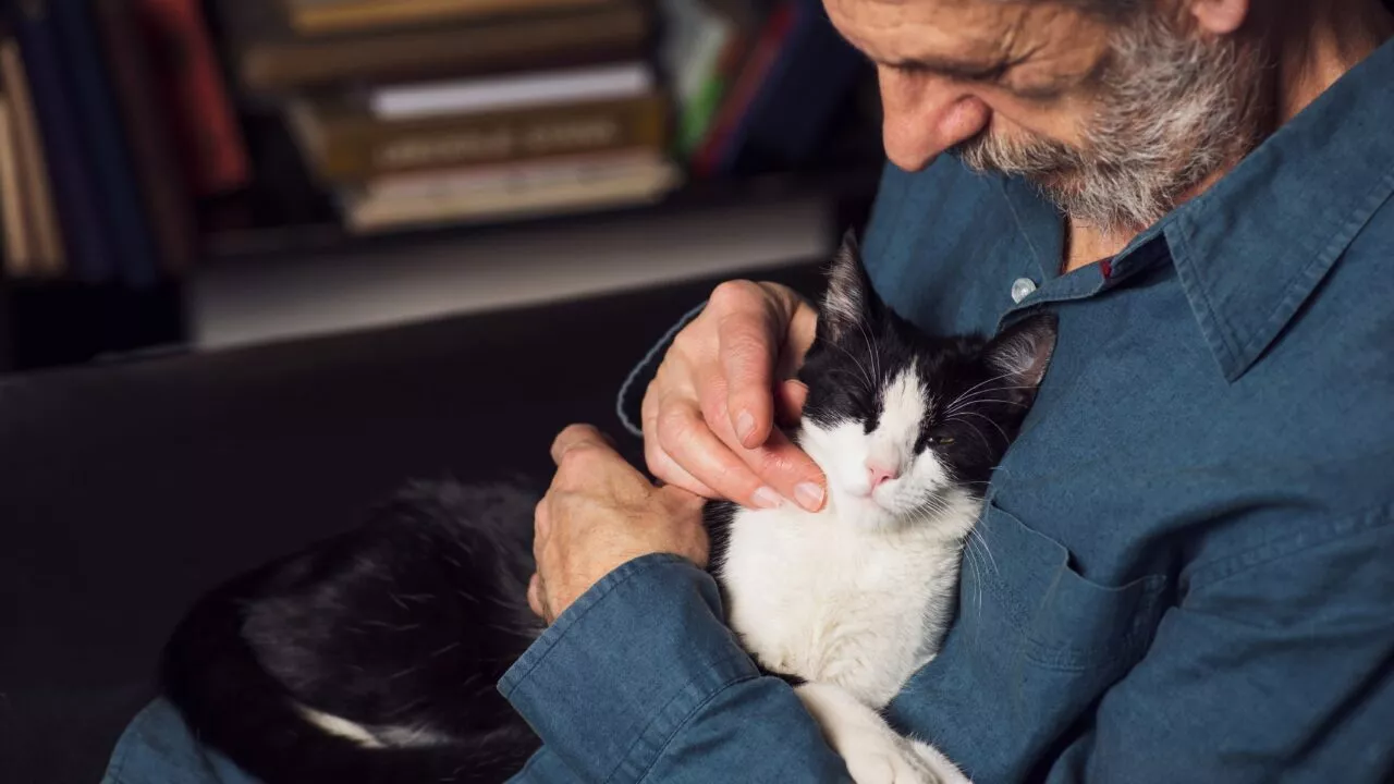 En ældre mand med gråt skæg klapper forsigtigt en sort og hvid kat, der hviler fredeligt på hans skød. Manden er iført en blå skjorte og ser tilfreds ud, mens bøger er synlige i den slørede baggrund.