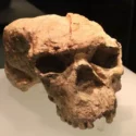 Et forstenet hominid-kranie med markante pandehår og slidte tænder vises på en hvid flade under museumsbelysning.