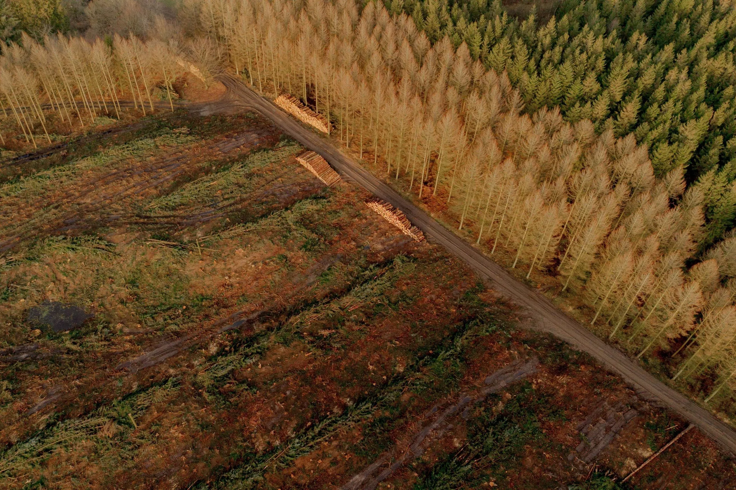 Luftfoto af en skov med et ryddet område på den ene side, der viser træstubbe, fældede træstammer stablet ved en vej og tætte, intakte træer på den anden side.