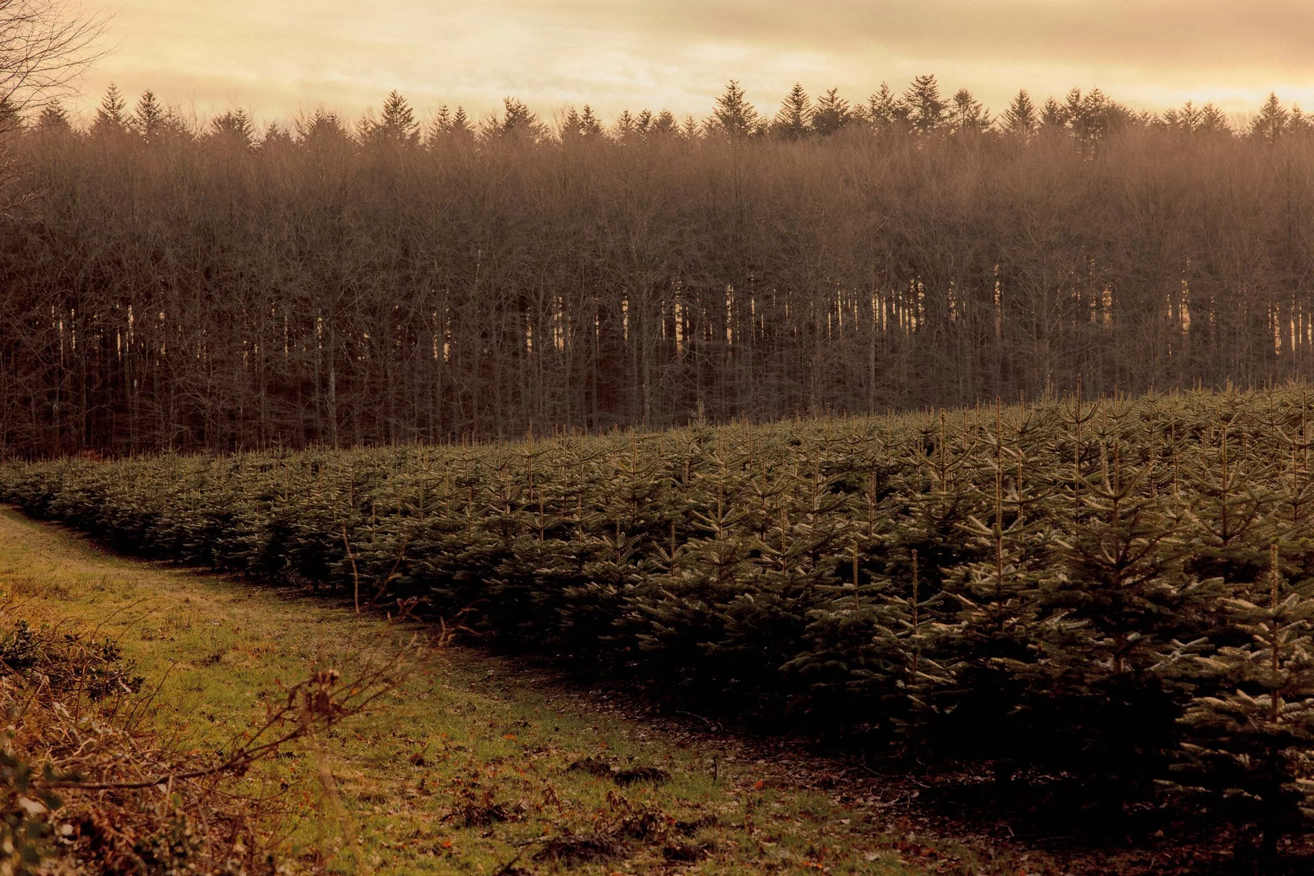 Rækker af unge stedsegrønne træer vokser på en mark, der afgrænses af en sti, med en tæt skov af højere, bladløse træer i baggrunden under en overskyet, gylden himmel.