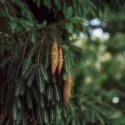 Flere brune kogler hænger fra de grønne, nålebeklædte grene på et nåletræ med en sløret baggrund af mere grønt.