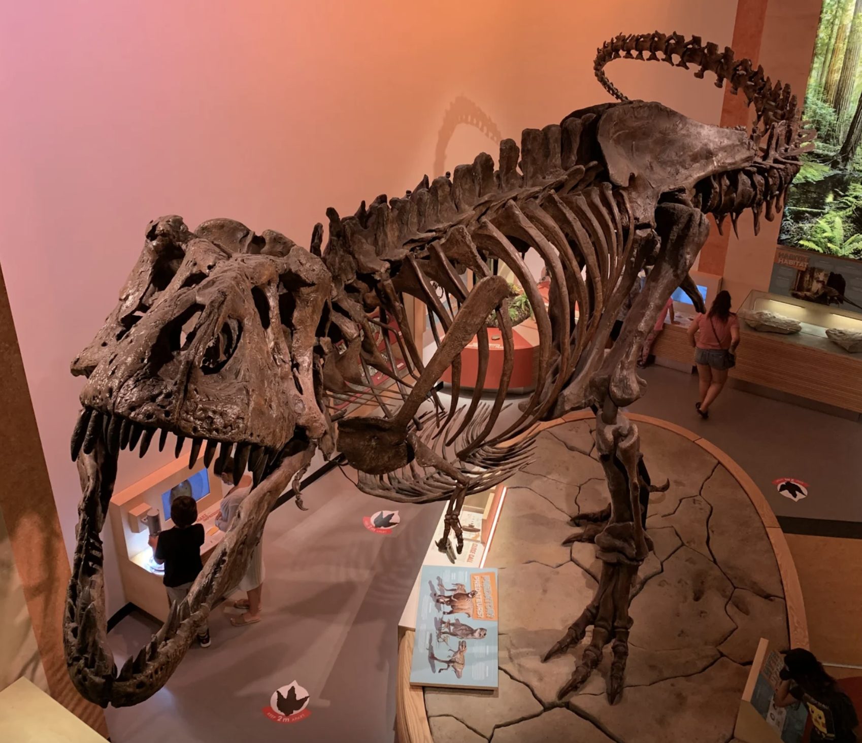 Enestående fund af blodkar: Verdens største fossil af T-rex afslører ...