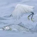 En hvid fugl med gule fødder springer op af vandet, mens en stor sølvfarvet fisk plasker rundt nedenunder med åben mund og vanddråber, der flyver omkring dem.