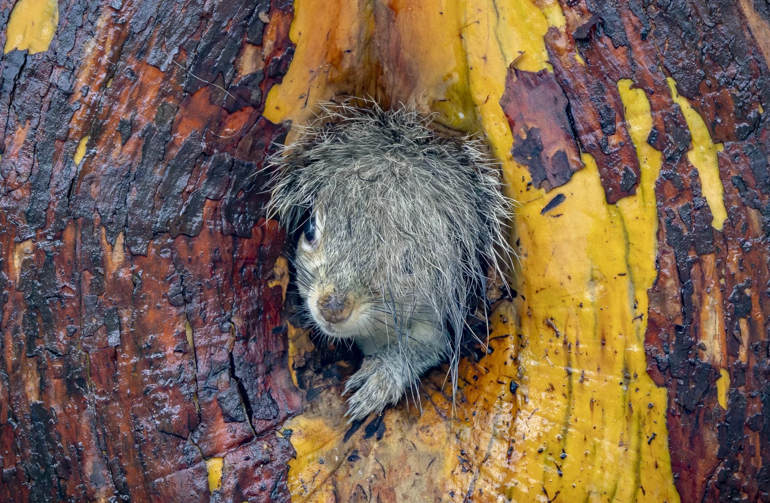 Et gråt egern stikker hovedet ud af et hul i en træstamme med fugtig pels og ansigtet delvist skjult af hårstrå. Træets bark er struktureret med brune, orange og gule farver.