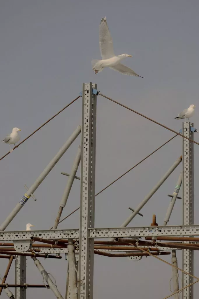 Fire måger sidder på og omkring et metalstillads, og en måge flyver ovenover mod en lyseblå himmel. Scenen virker rolig og industriel.