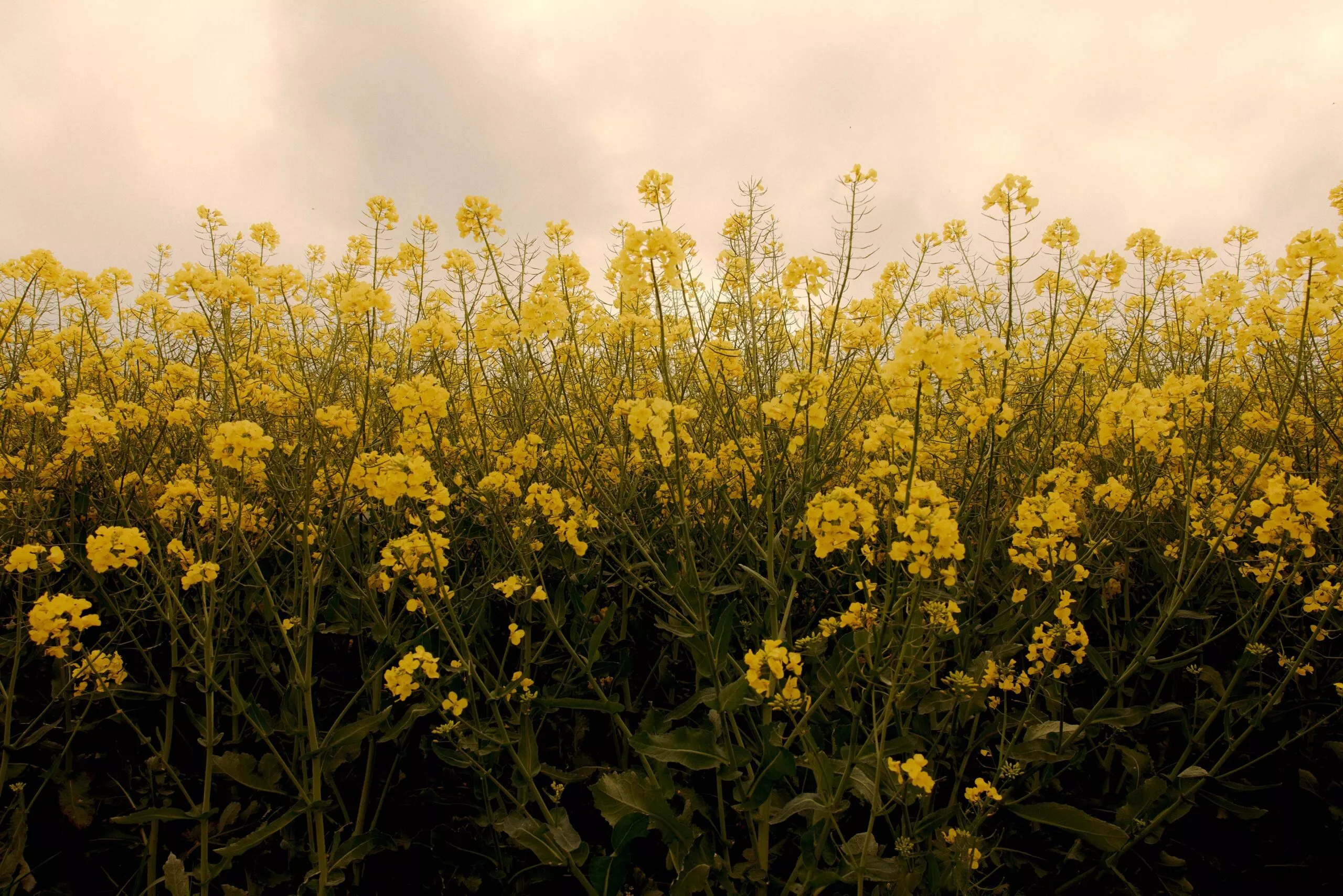 En tæt mark med høje gule blomster, sandsynligvis raps eller rybs, strækker sig mod en overskyet himmel og skaber en levende, naturlig scene.