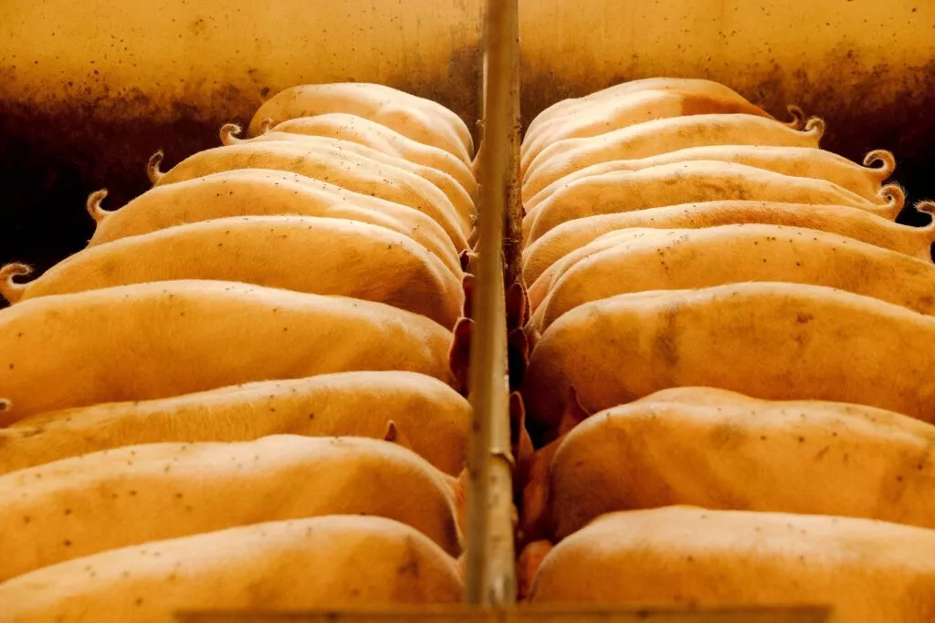 En række grise med krøllede haler er linet op side om side i en stald, set ovenfra, mens de fodres fra trug, der er adskilt af en central metalbarriere.