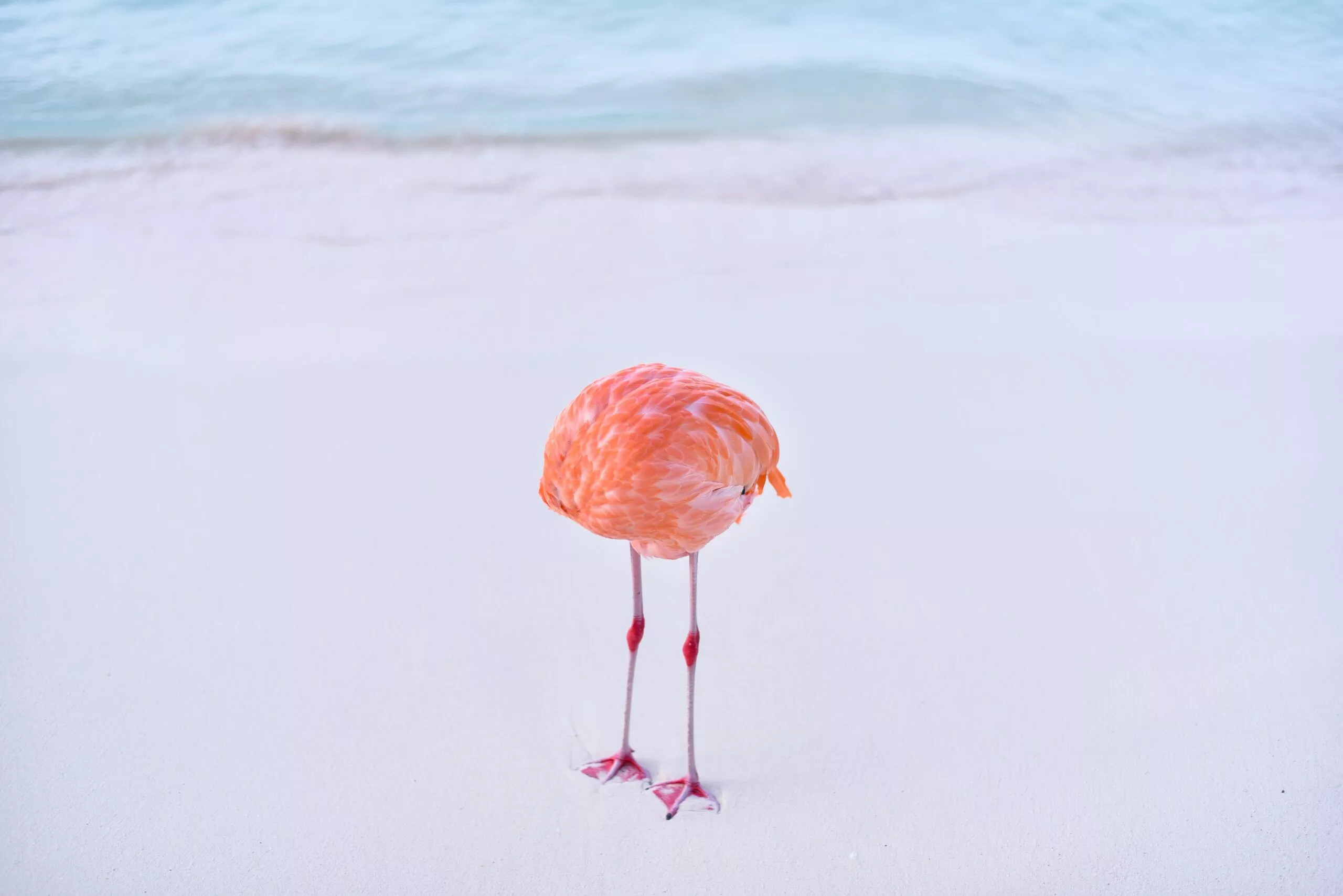 En lyserød flamingo står på det hvide sand nær kysten, med hovedet gemt af vejen og kun kroppen og benene synlige mod den lyse strand og det blå vand.