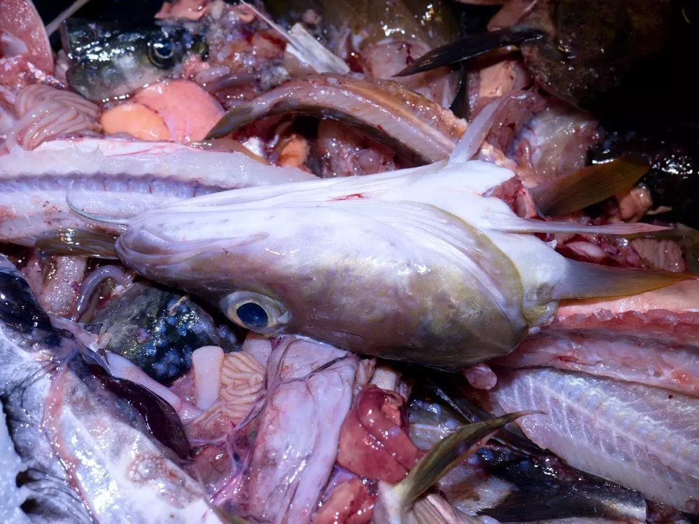 Et nærbillede af forskellige fiskedele og -organer, herunder et fiskehoved, knogler, finner og indre organer, arrangeret i en kaotisk bunke. Billedet fremhæver strukturerne og detaljerne i fiskeresterne.