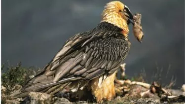 En skæggrib med orange og sorte fjer står på klippegrund og holder et stykke dyrerester i sit næb mod en sløret naturbaggrund.