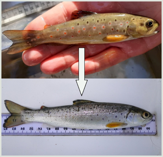 En før-og-efter-sammenligning af en fisk; det øverste billede viser en lille, brun fisk med orange pletter, og det nederste billede viser den samme fisk, nu større og sølvfarvet, ved siden af en lineal. En pil peger fra den øverste til den nederste fisk.